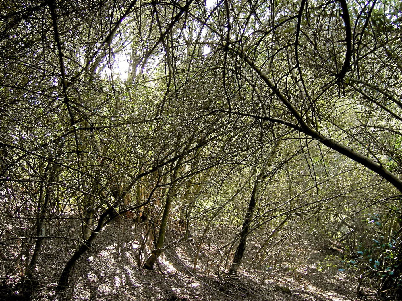 Brush along Mission Canyon Road