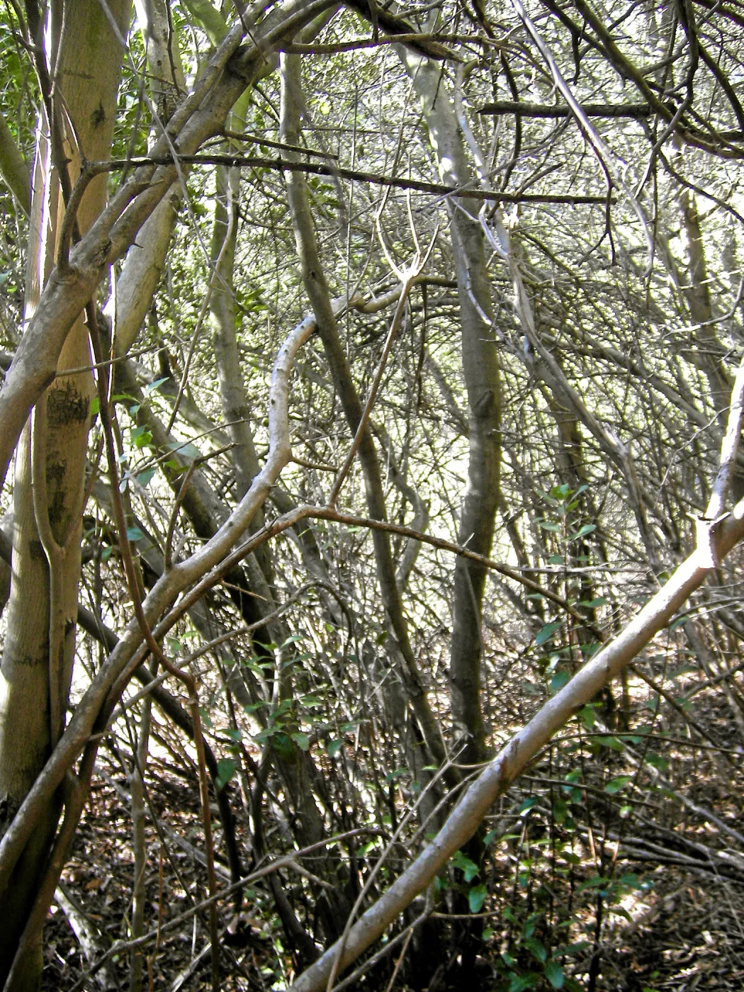 Brush along Mission Canyon Road