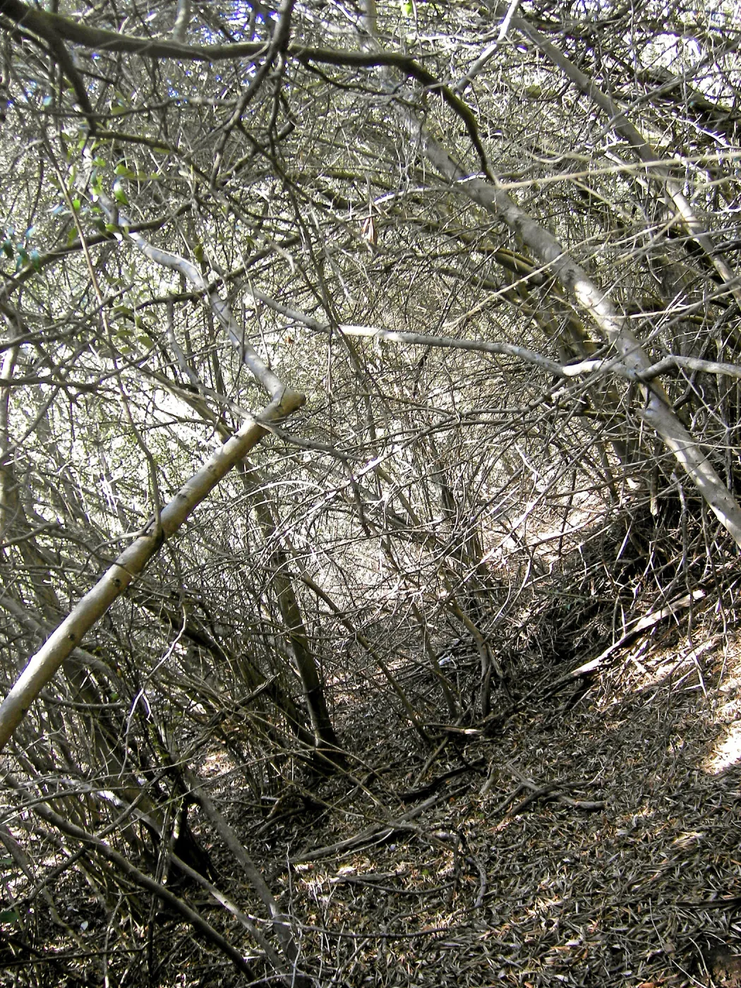 Brush along Mission Canyon Road