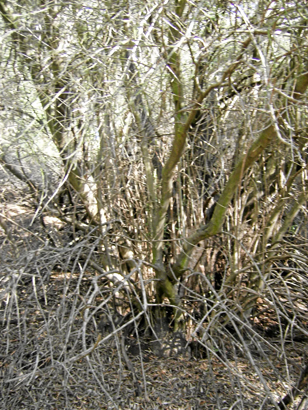 Brush along Mission Canyon Road
