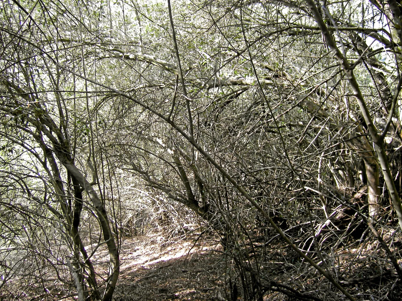Brush along Mission Canyon Road
