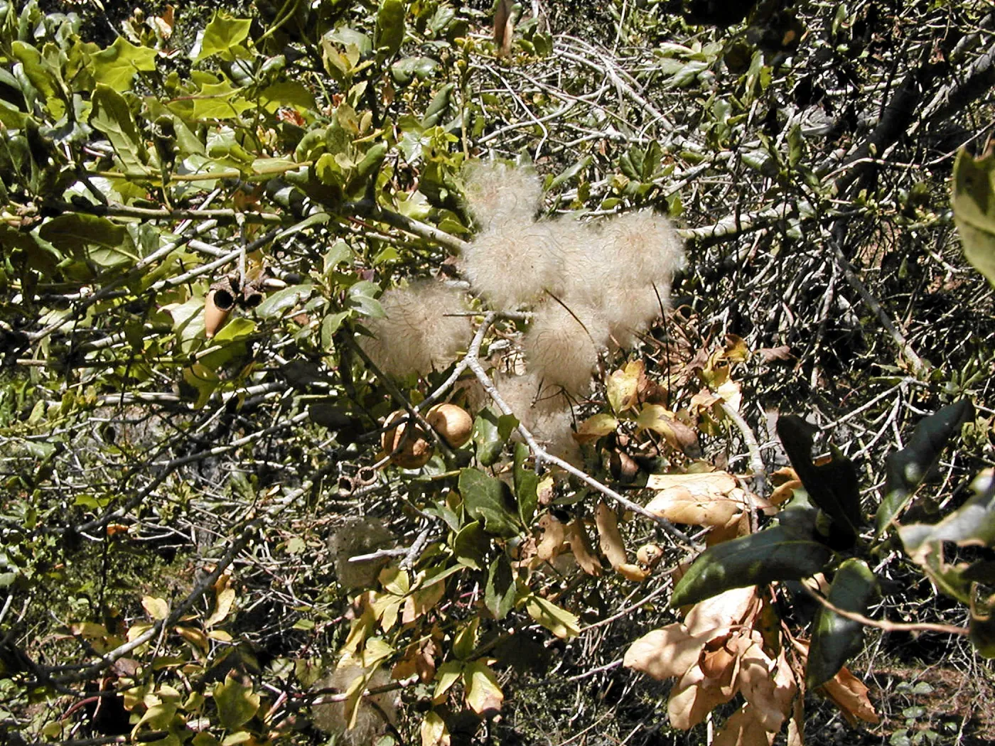 Clematis seedhead, Hayhill, Toro canyon