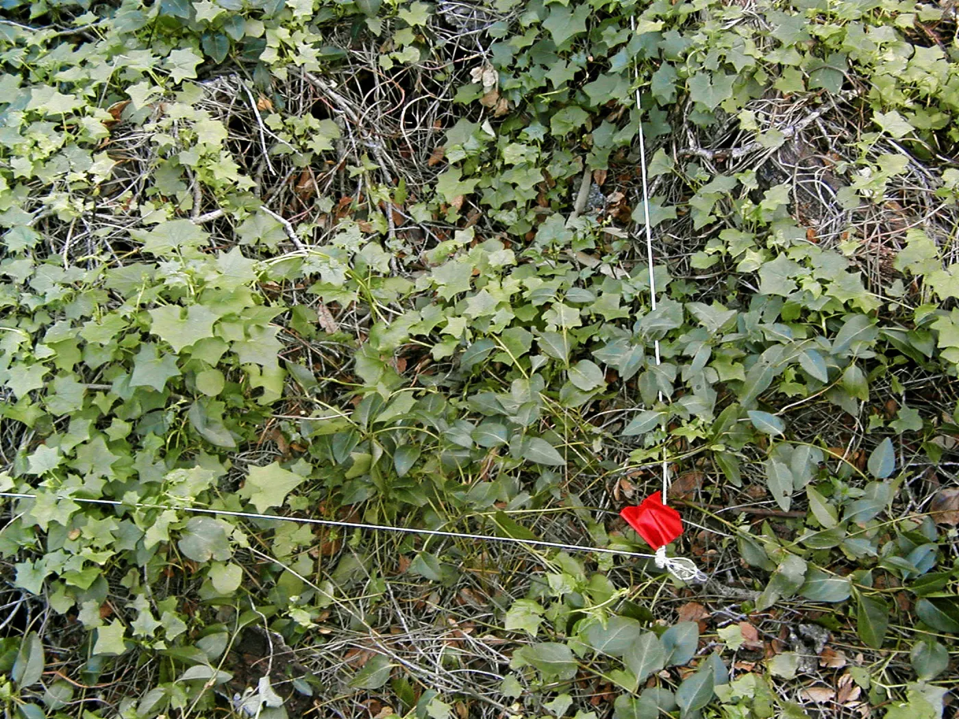 Cape Ivy, edge of plot, site 1, Hayhill
