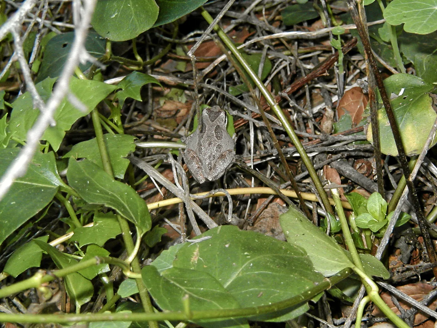 Frog in Vinca, Hayhill
