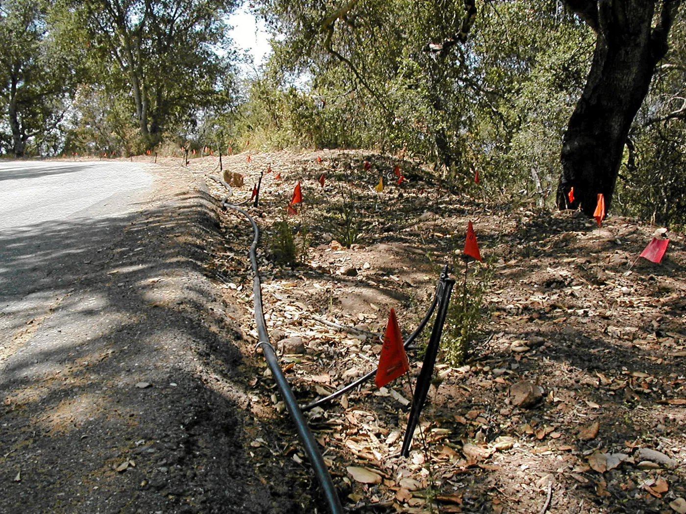 Roadside planting, Hayhill, Toro Canyon