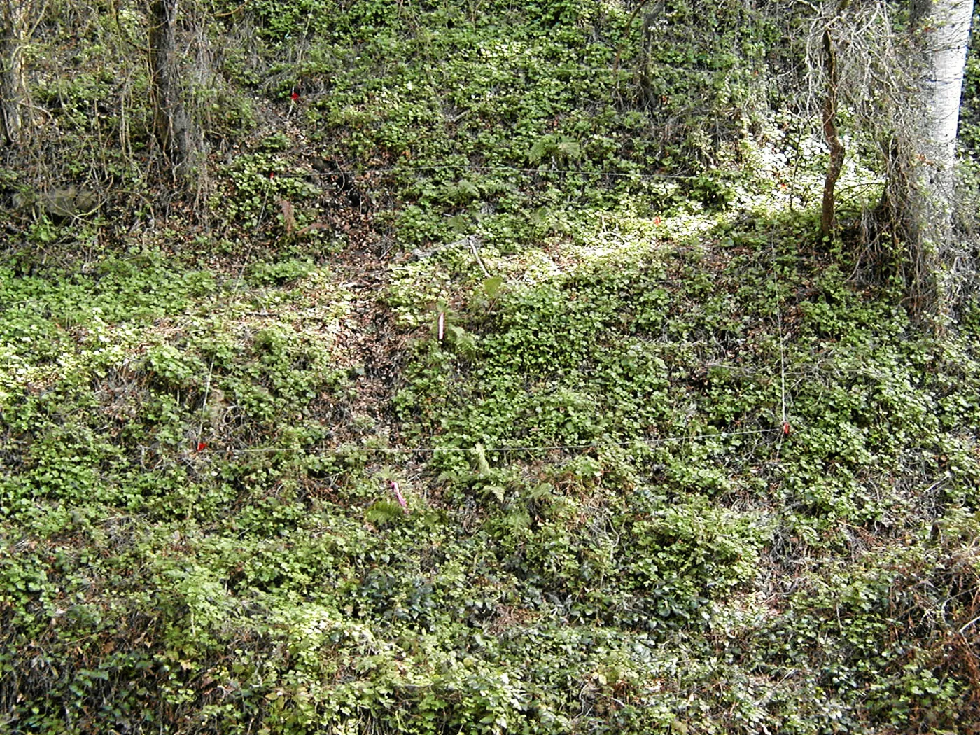 Capeweed to be removed, Hayhill, Toro canyon