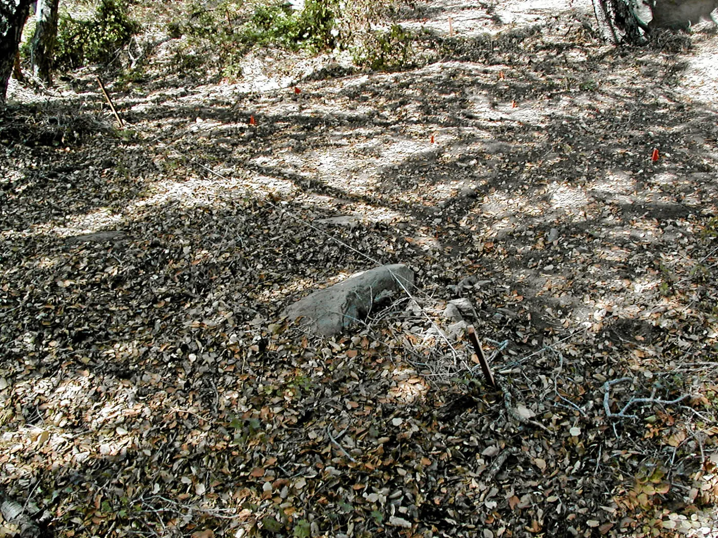 Site 5, weeded