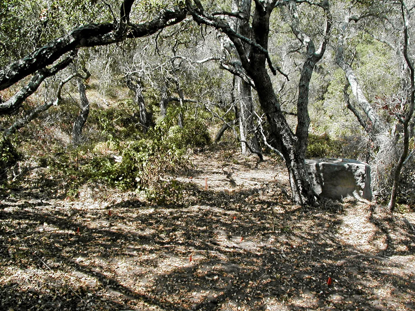 Site 5, weeded