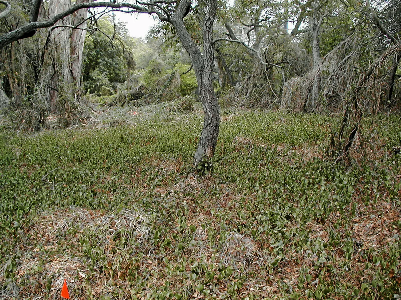 Hayhill, Toro Canyon, Fall