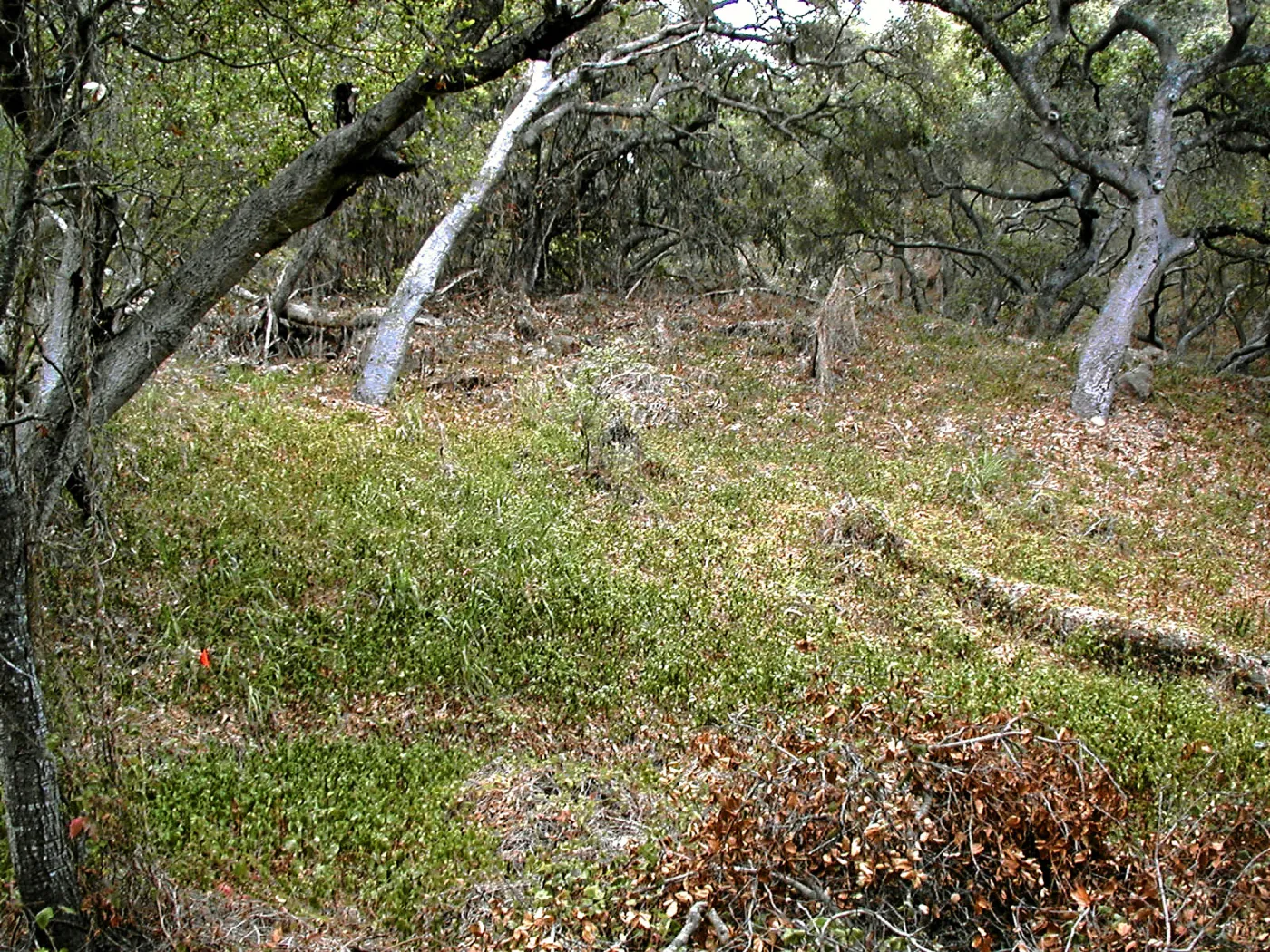 Hayhill, Toro Canyon, Fall