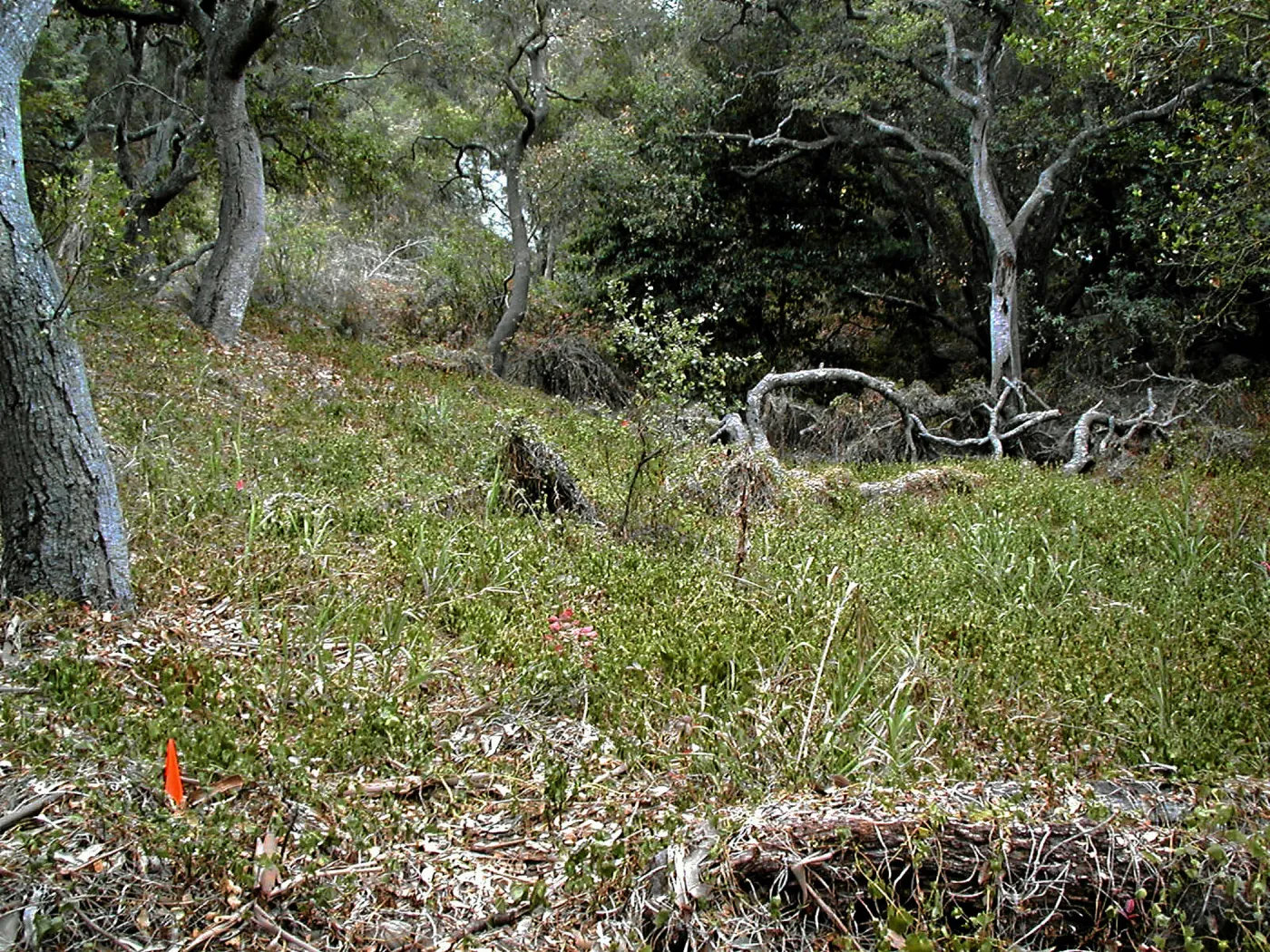 Hayhill, Toro Canyon, Fall
