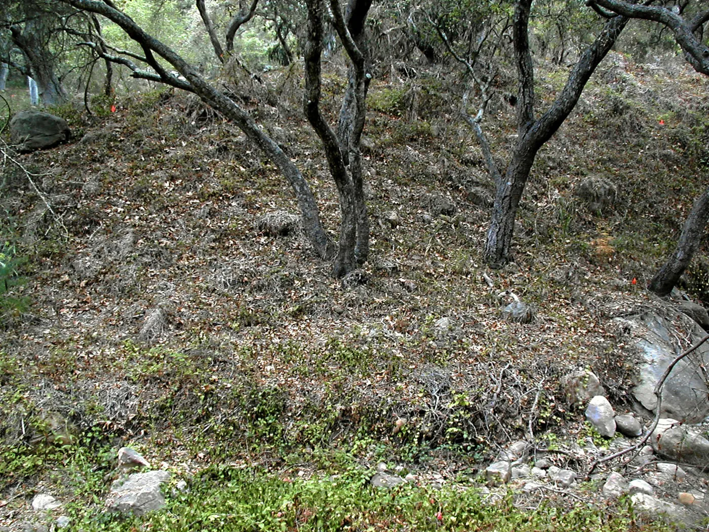 Hayhill, Toro Canyon, Fall