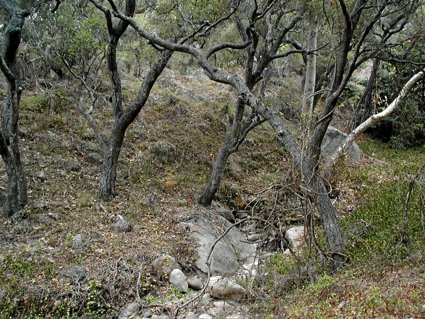 Hayhill, Toro Canyon, Fall
