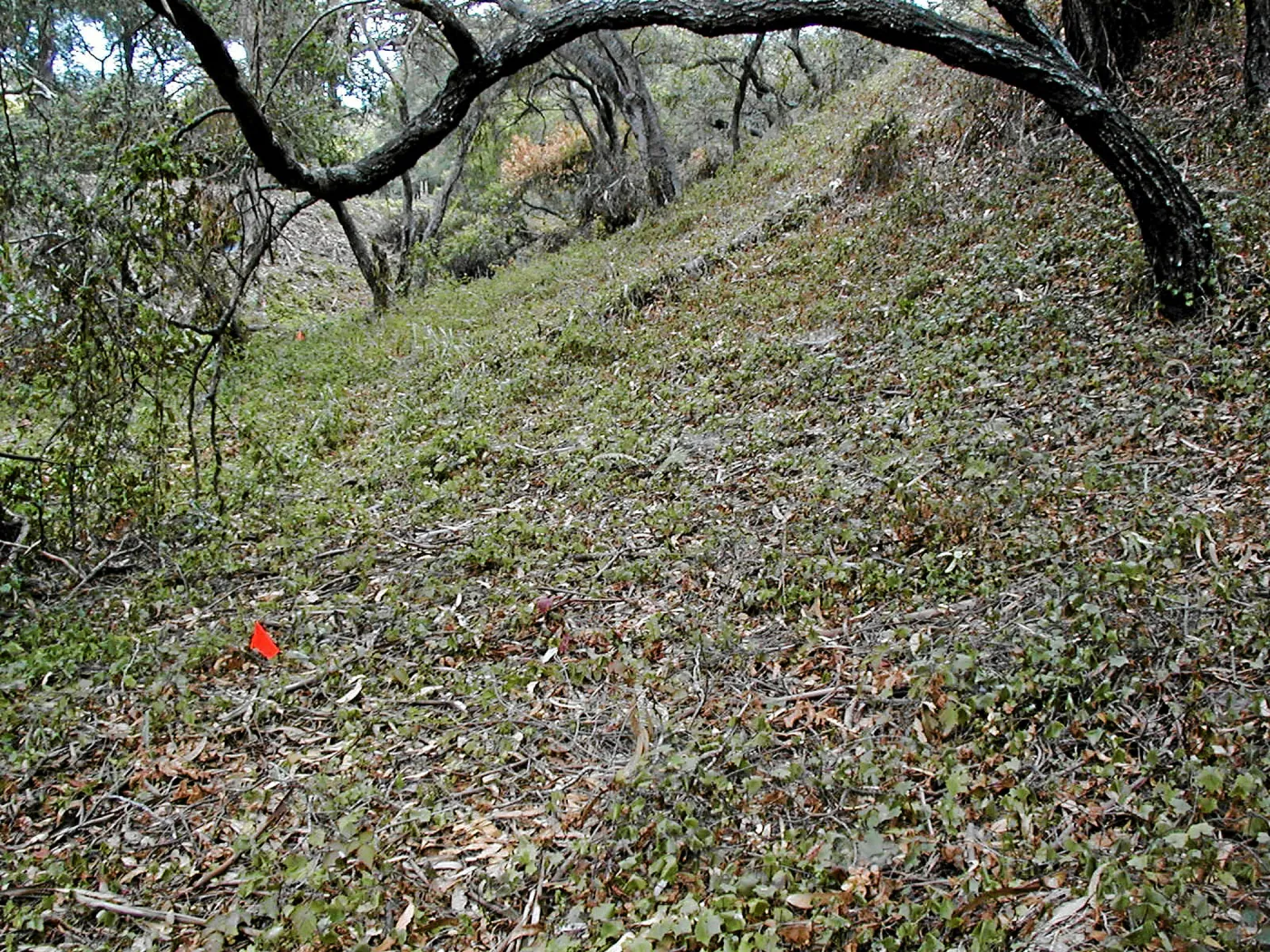Hayhill, Toro Canyon, Fall