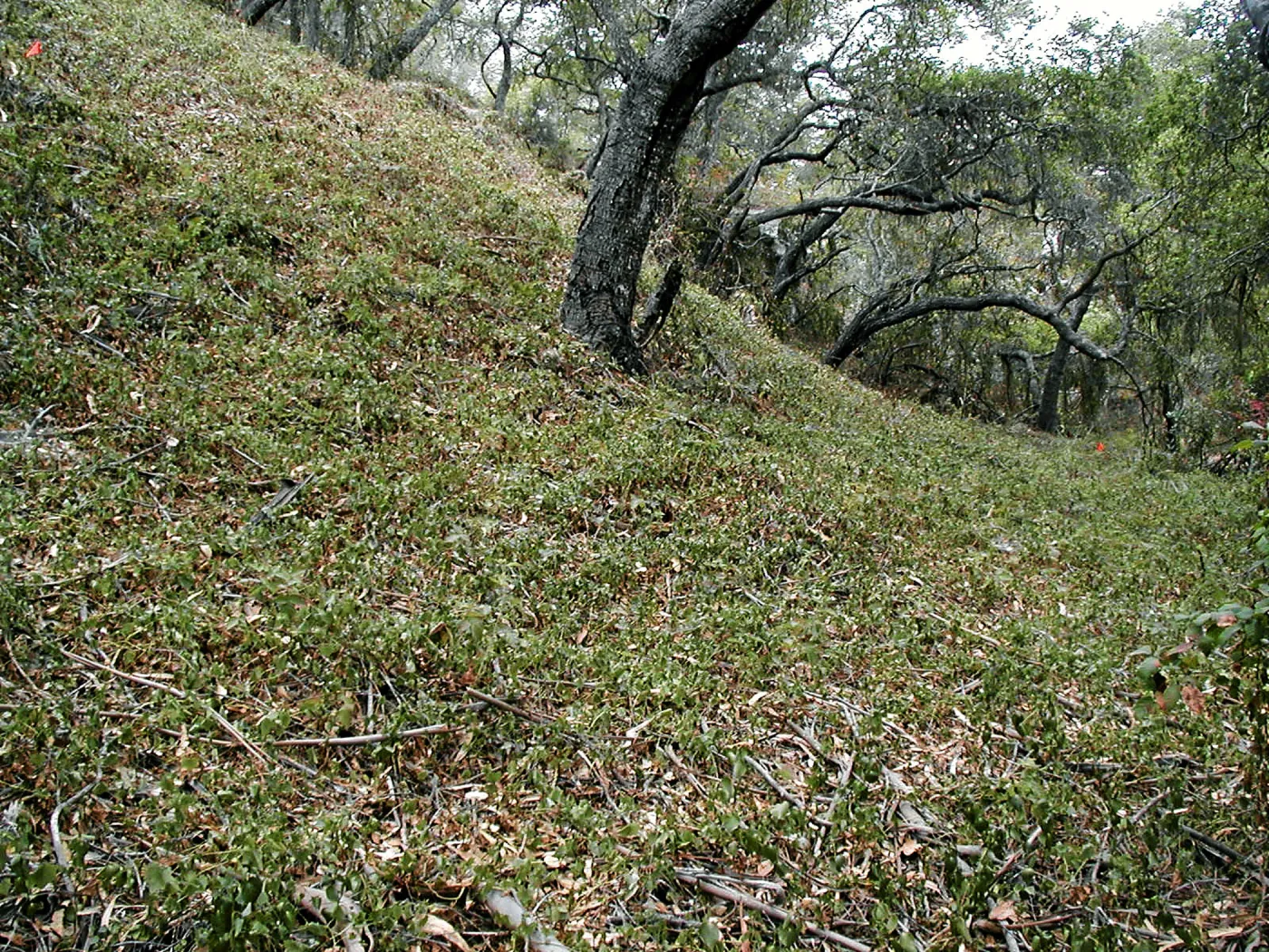 Hayhill, Toro Canyon, Fall