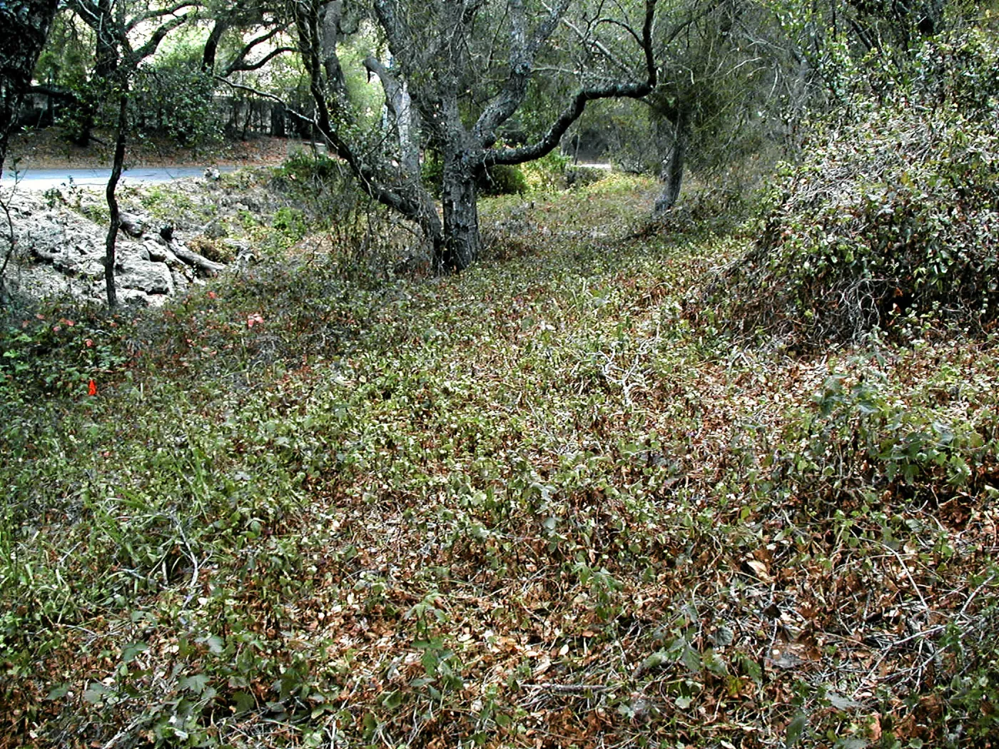 Hayhill, Toro Canyon, Fall