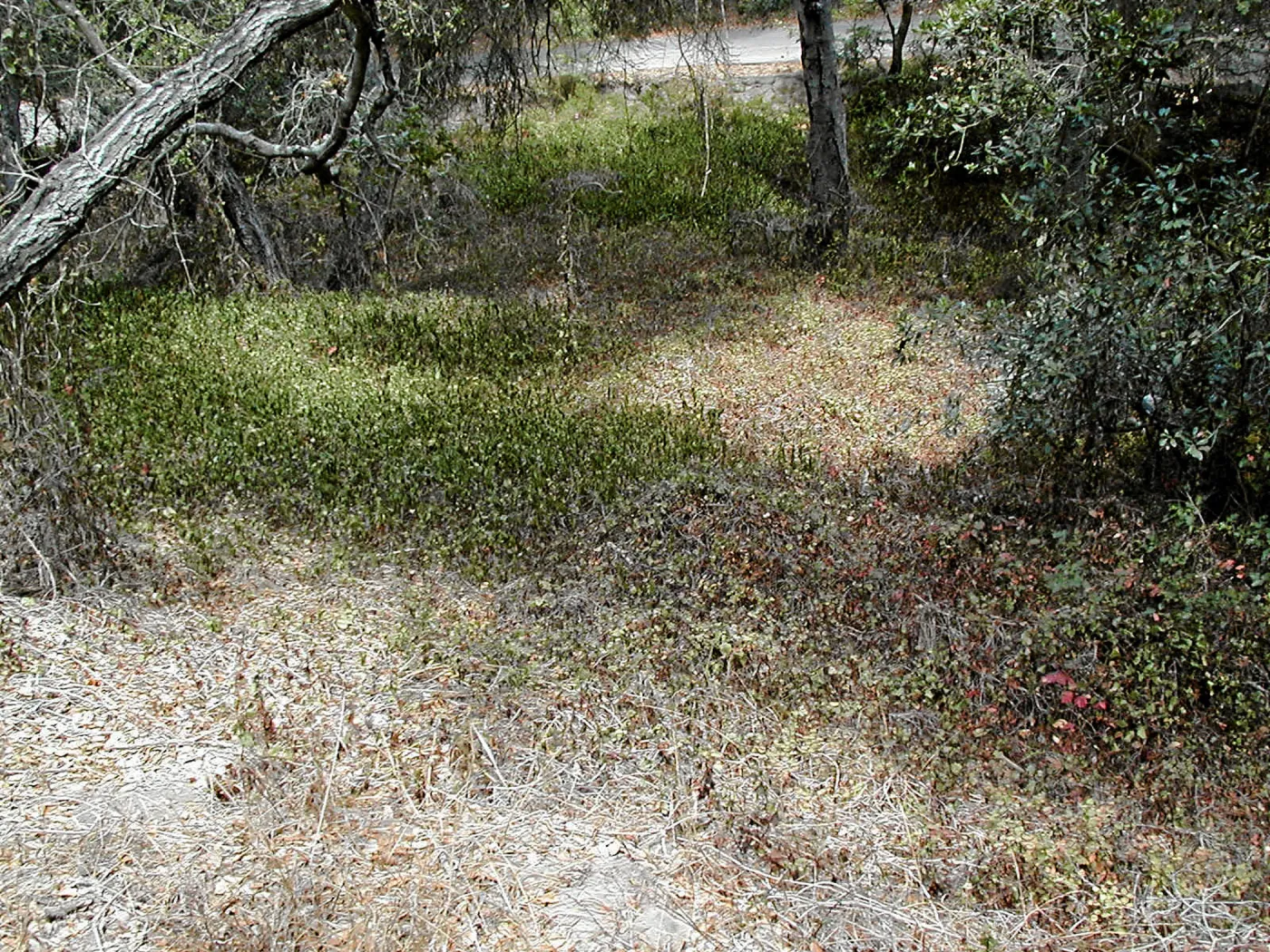 Hayhill, Toro Canyon, Fall