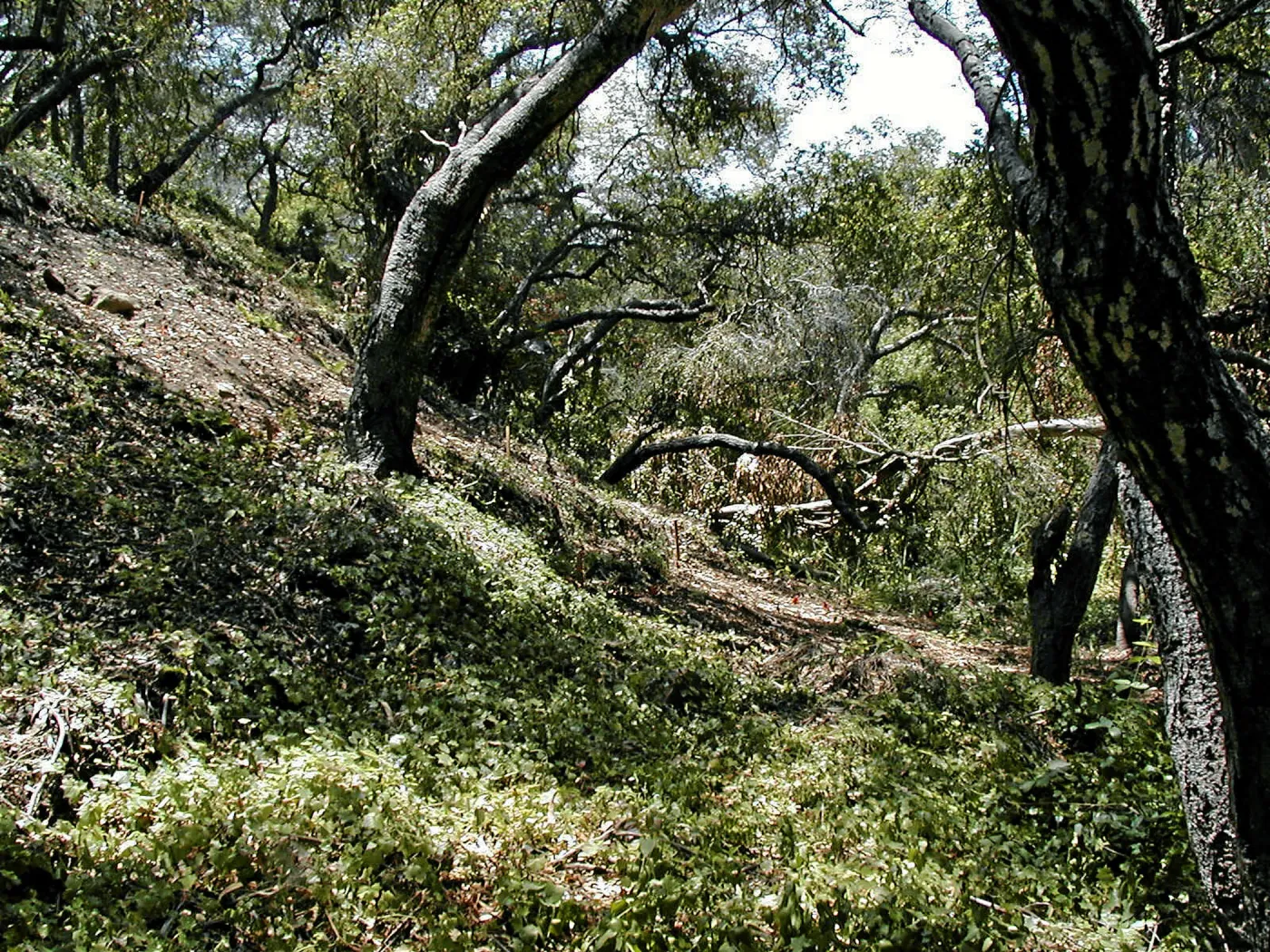 Toro canyon, summer