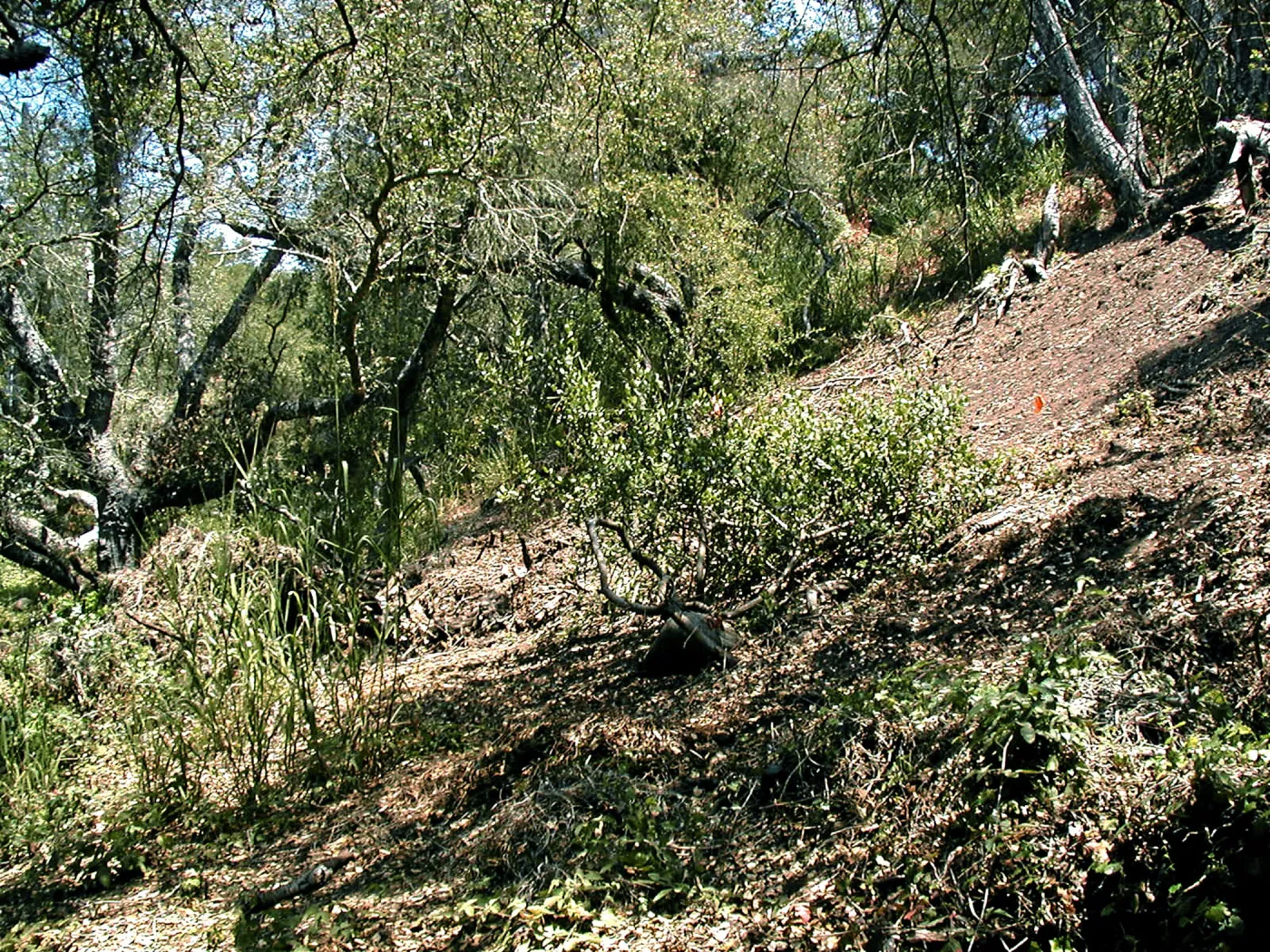 Toro canyon, summer