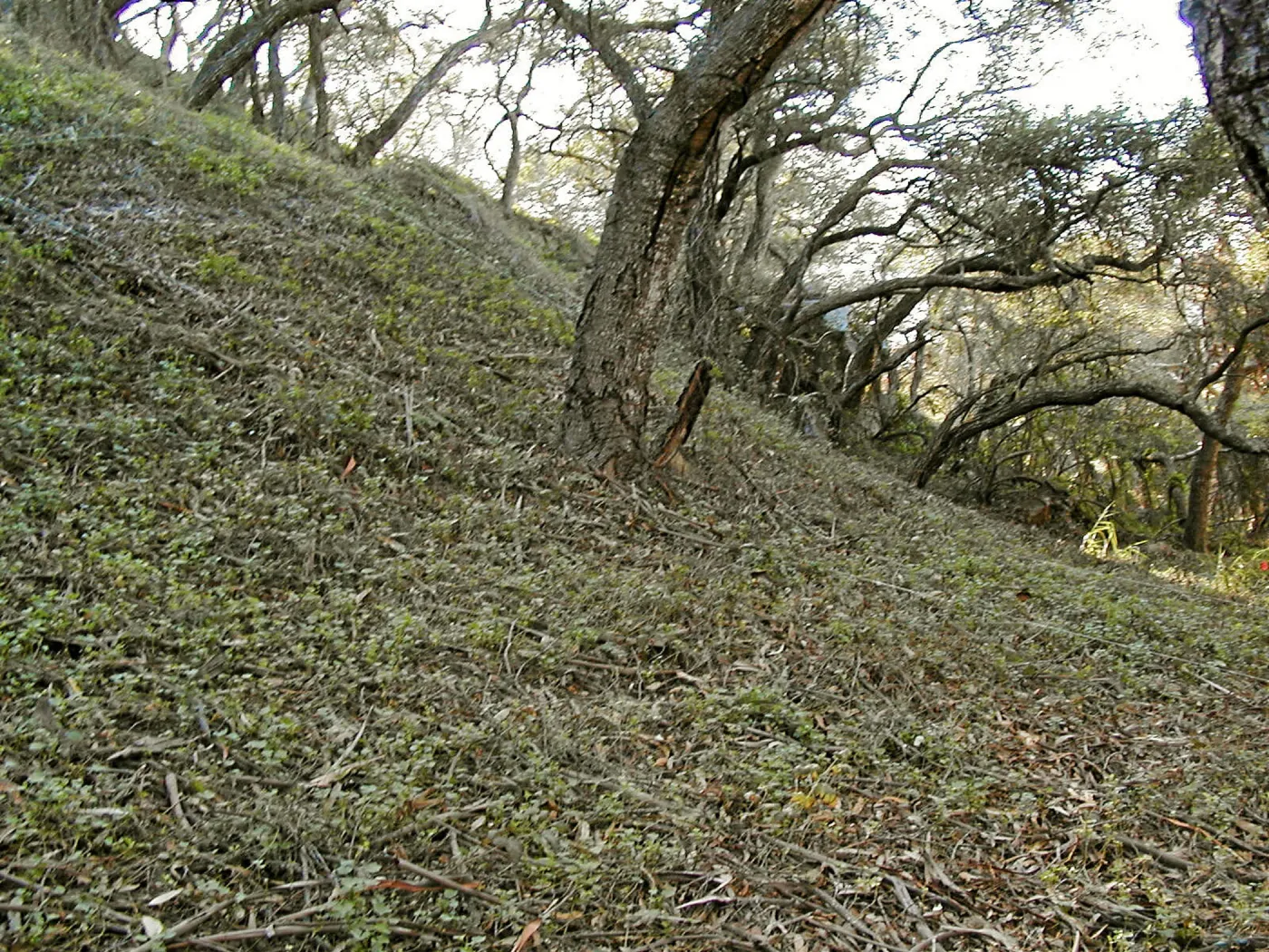Toro canyon, winter