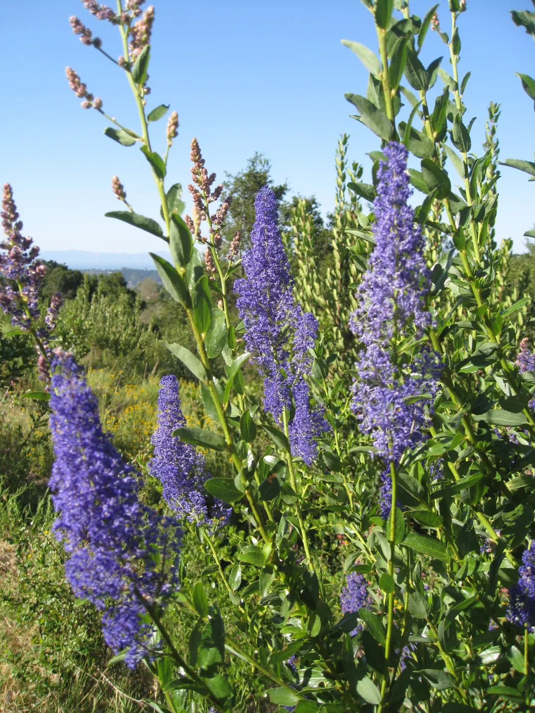 Ceanothus cyaneus volunteer post fire, Porter Trail