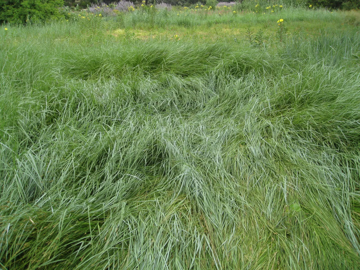 Invasive Leymus triticoides 'Grey Dawn' in lower Meadow