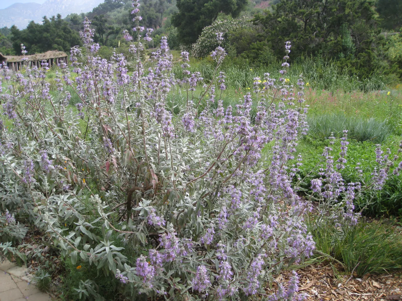 Salvia (Sage) Desperado in Meadow border