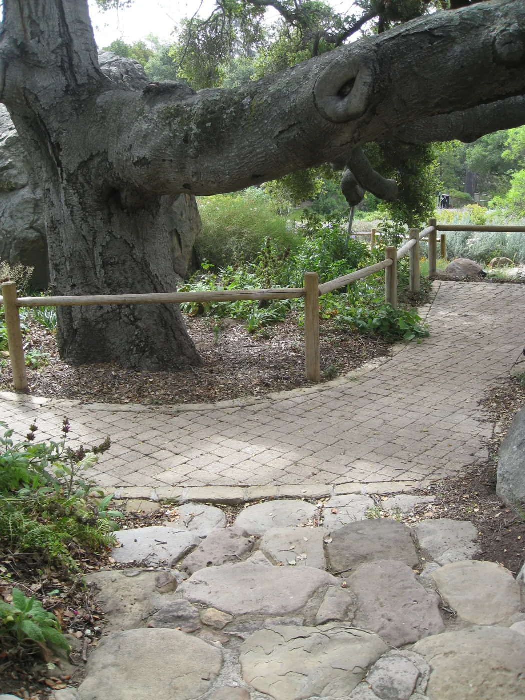 Coast live oak from Information Kiosk doorway