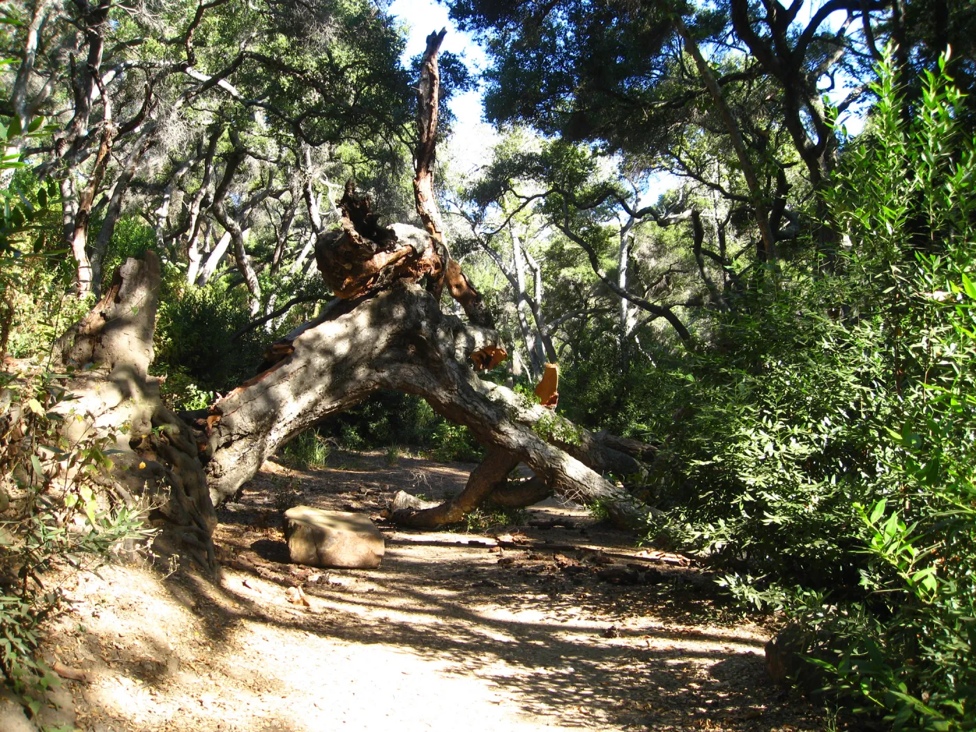 Demise of coast live oak with Ruth Emmanuel boulder, in Canyon
