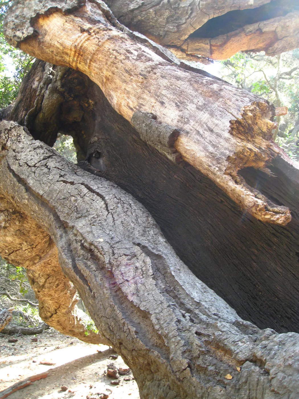 Demise of coast live oak with Ruth Emmanuel boulder, in Canyon