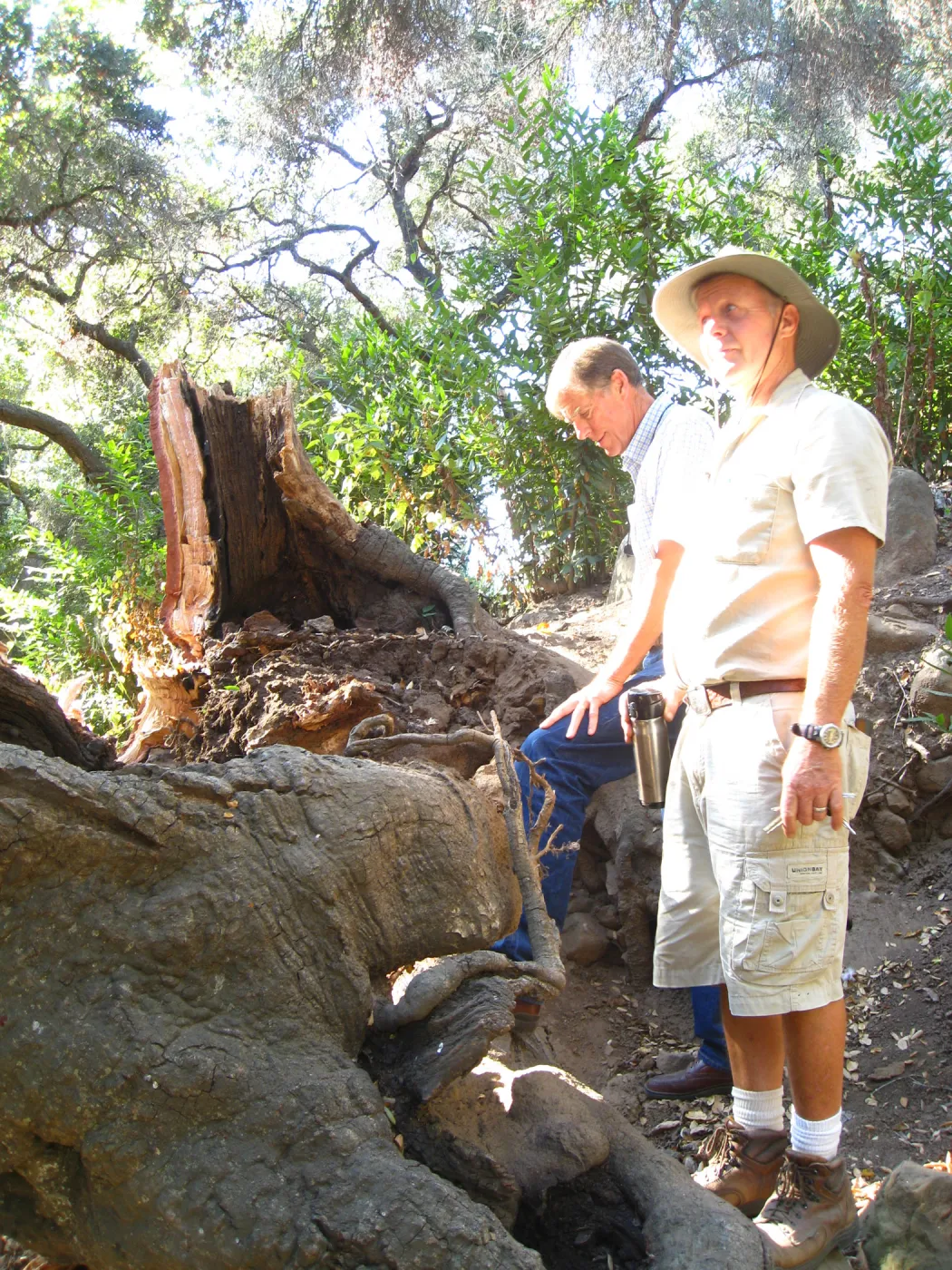 Demise of coast live oak with Ruth Emmanuel boulder, in Canyon