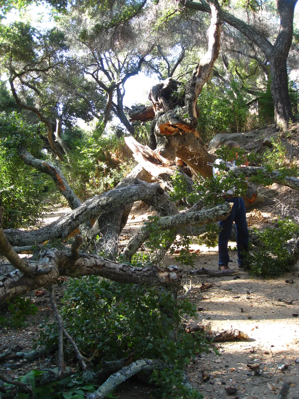 Demise of coast live oak with Ruth Emmanuel boulder, in Canyon