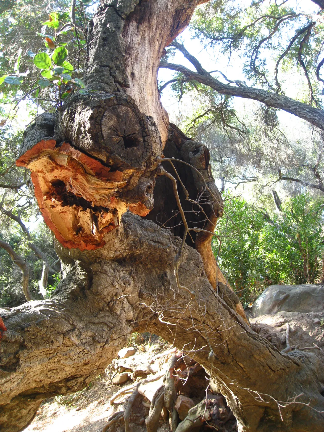 Demise of coast live oak with Ruth Emmanuel bolder, in Canyon
