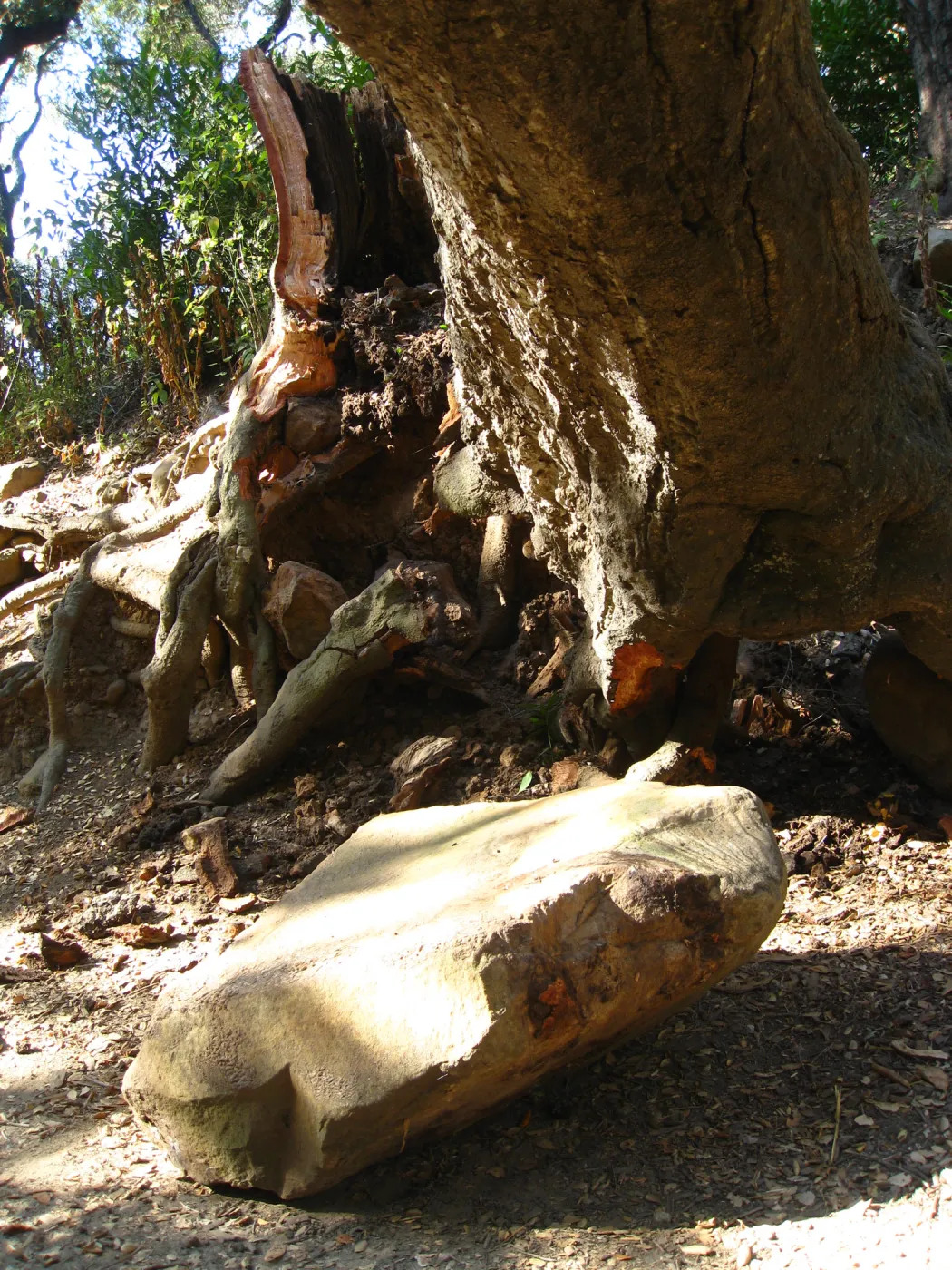 Demise of coast live oak with Ruth Emmanuel boulder, in Canyon