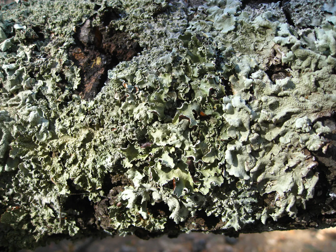 Demise of coast live oak with Ruth Emmanuel bolder, in Canyon