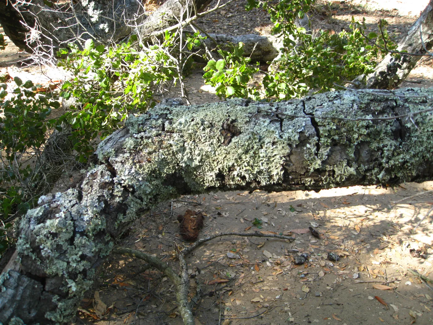 Demise of coast live oak with Ruth Emmanuel boulder, in Canyon