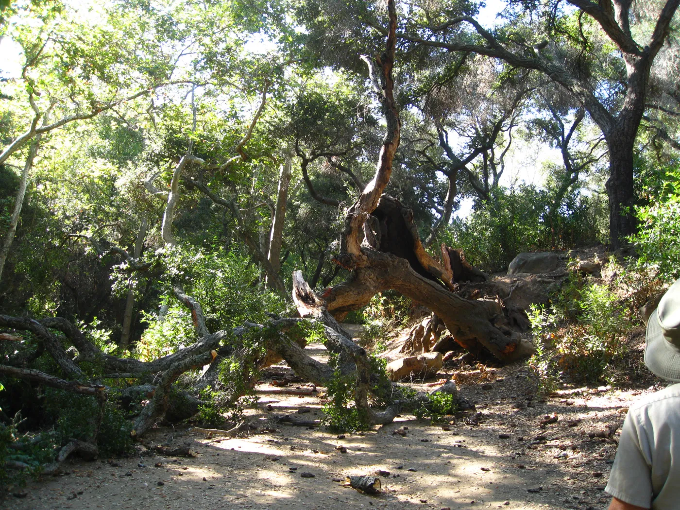 Demise of coast live oak with Ruth Emmanuel boulder, in Canyon