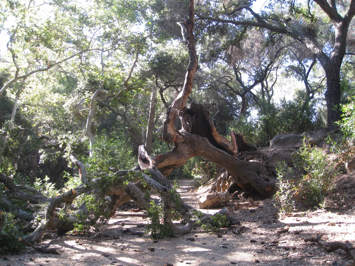 Demise of coast live oak with Ruth Emmanuel boulder, in Canyon
