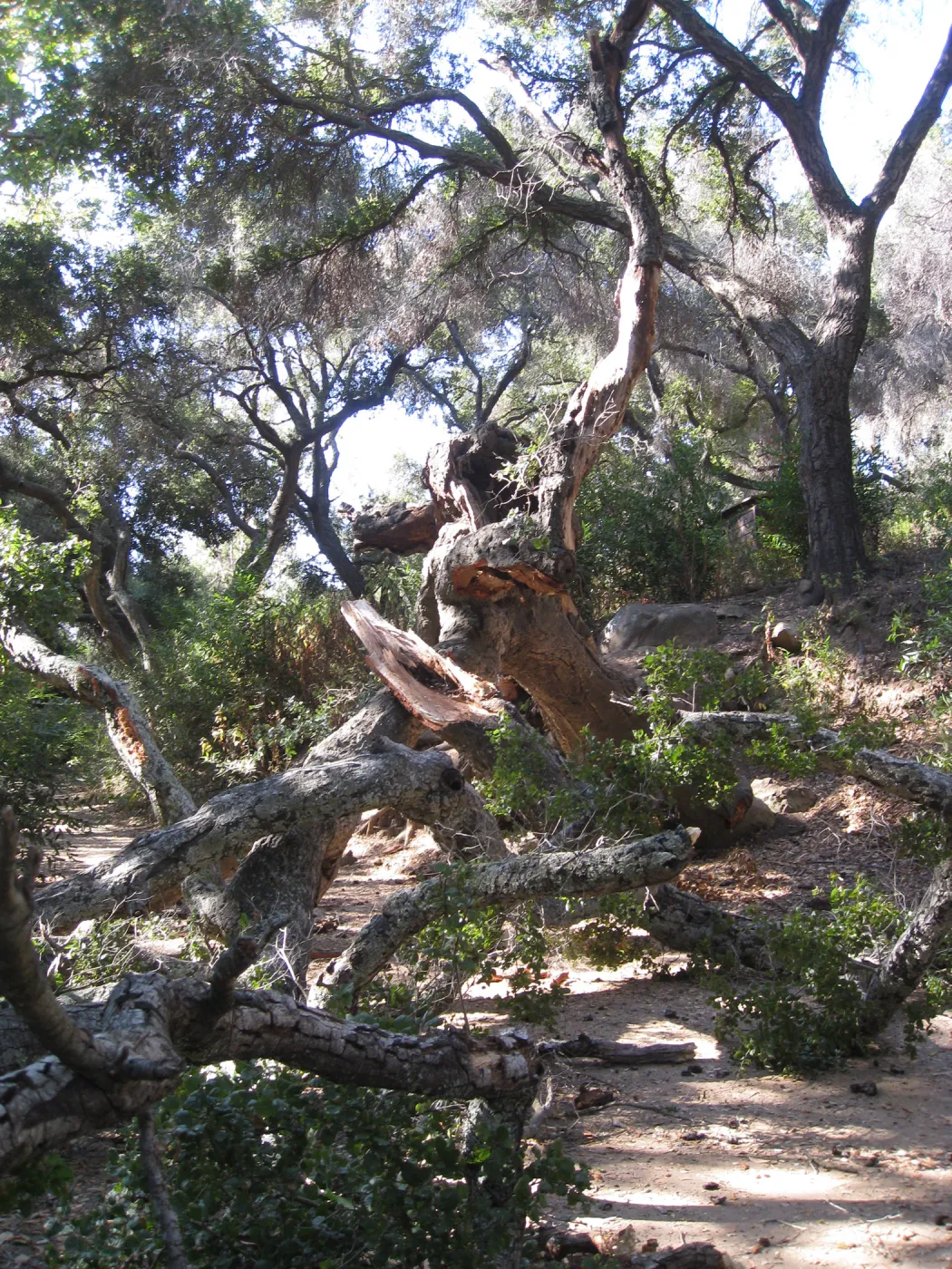 Demise of coast live oak with Ruth Emmanuel boulder, in Canyon