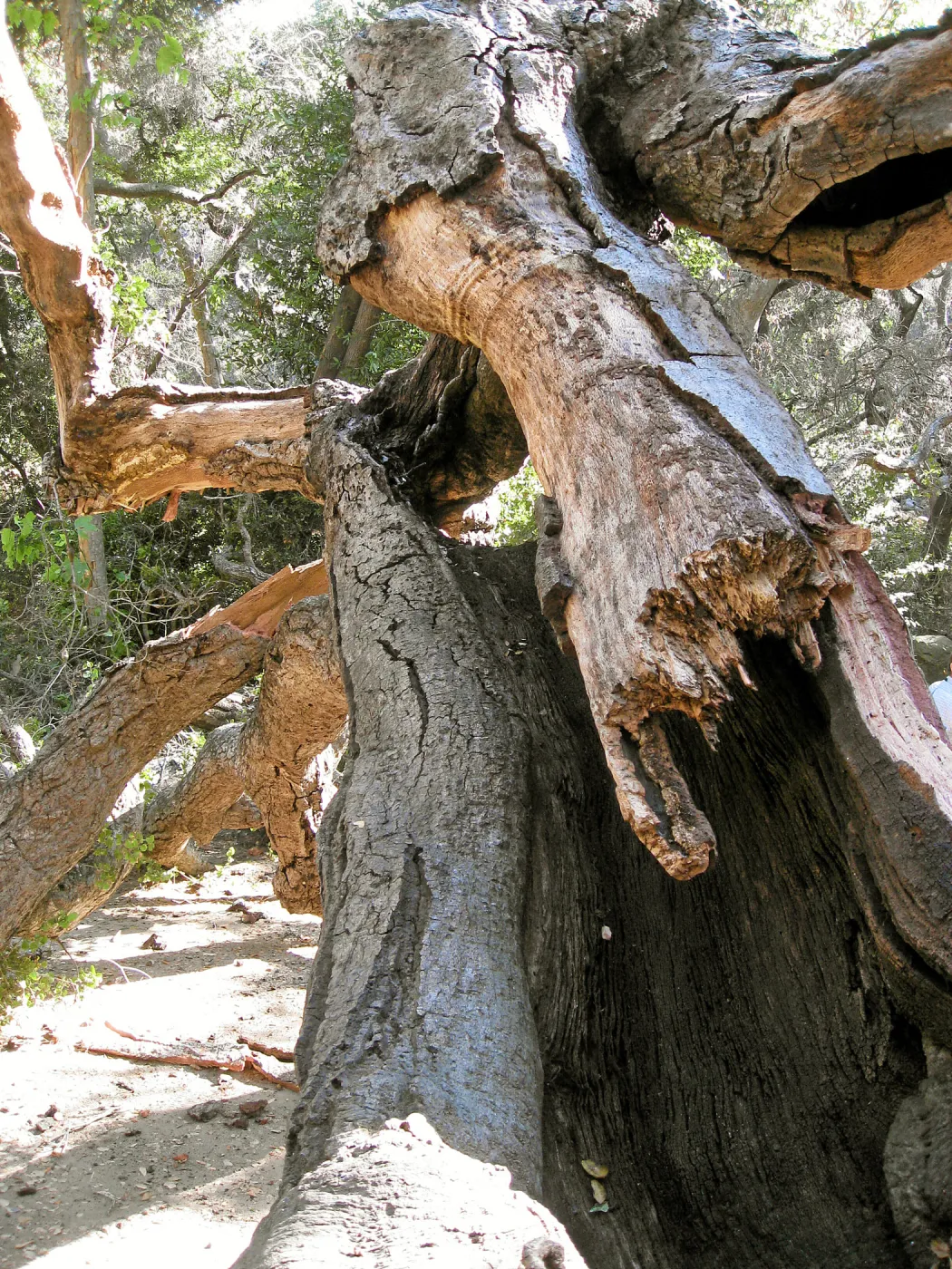 Demise of coast live oak with Ruth Emmanuel boulder, in Canyon