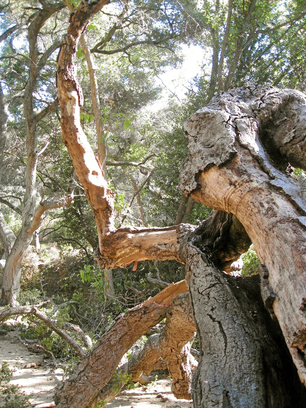 Demise of coast live oak with Ruth Emmanuel boulder, in Canyon