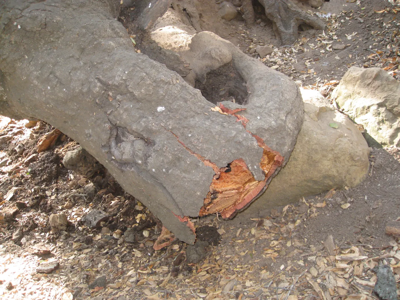 Demise of coast live oak with Ruth Emmanuel boulder, in Canyon