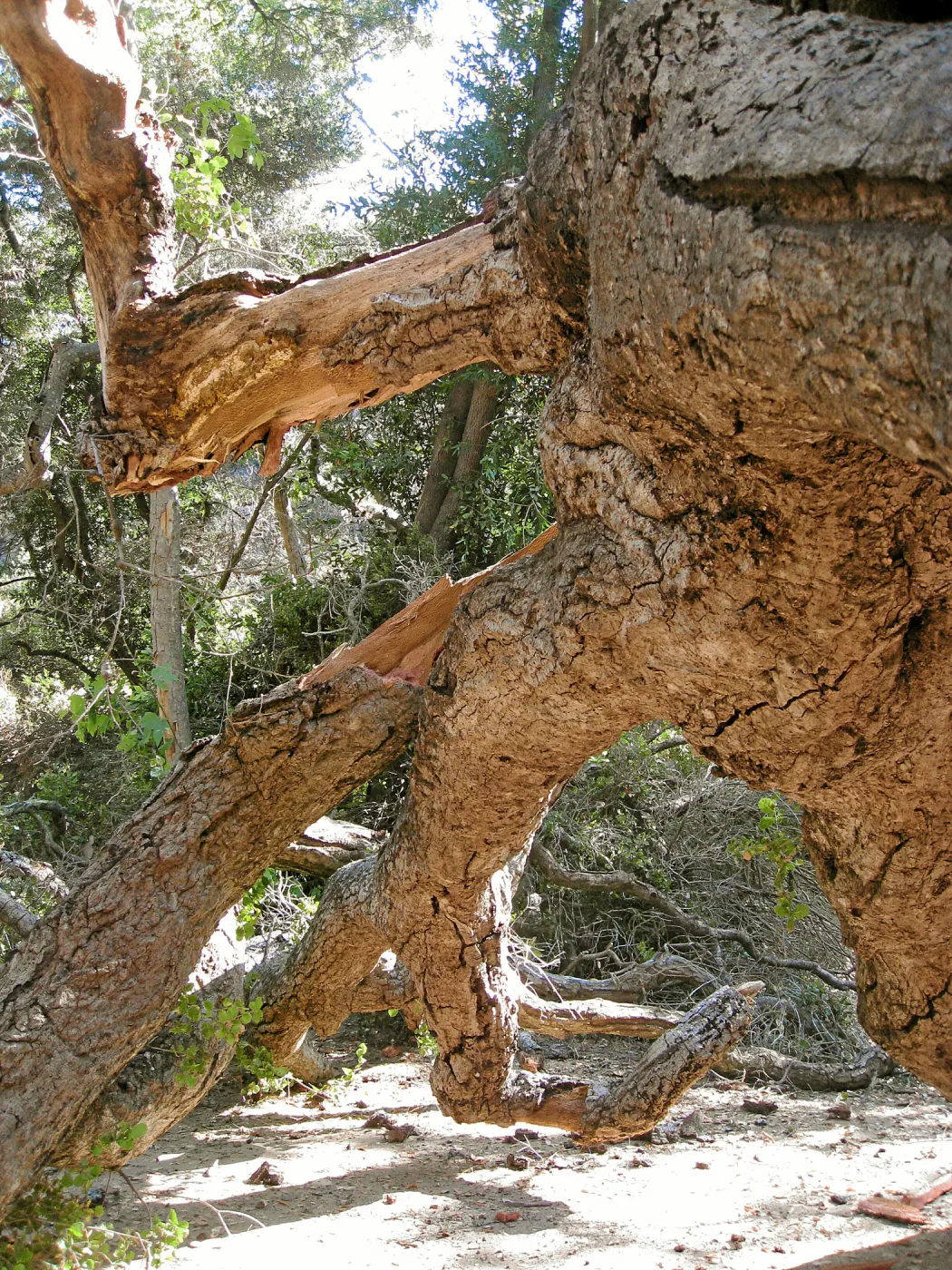 Demise of coast live oak with Ruth Emmanuel boulder, in Canyon