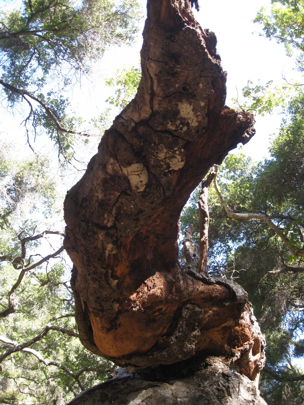 Demise of coast live oak with Ruth Emmanuel boulder, in Canyon