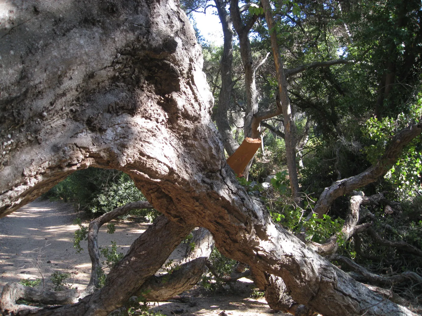 Demise of coast live oak with Ruth Emmanuel boulder, in Canyon