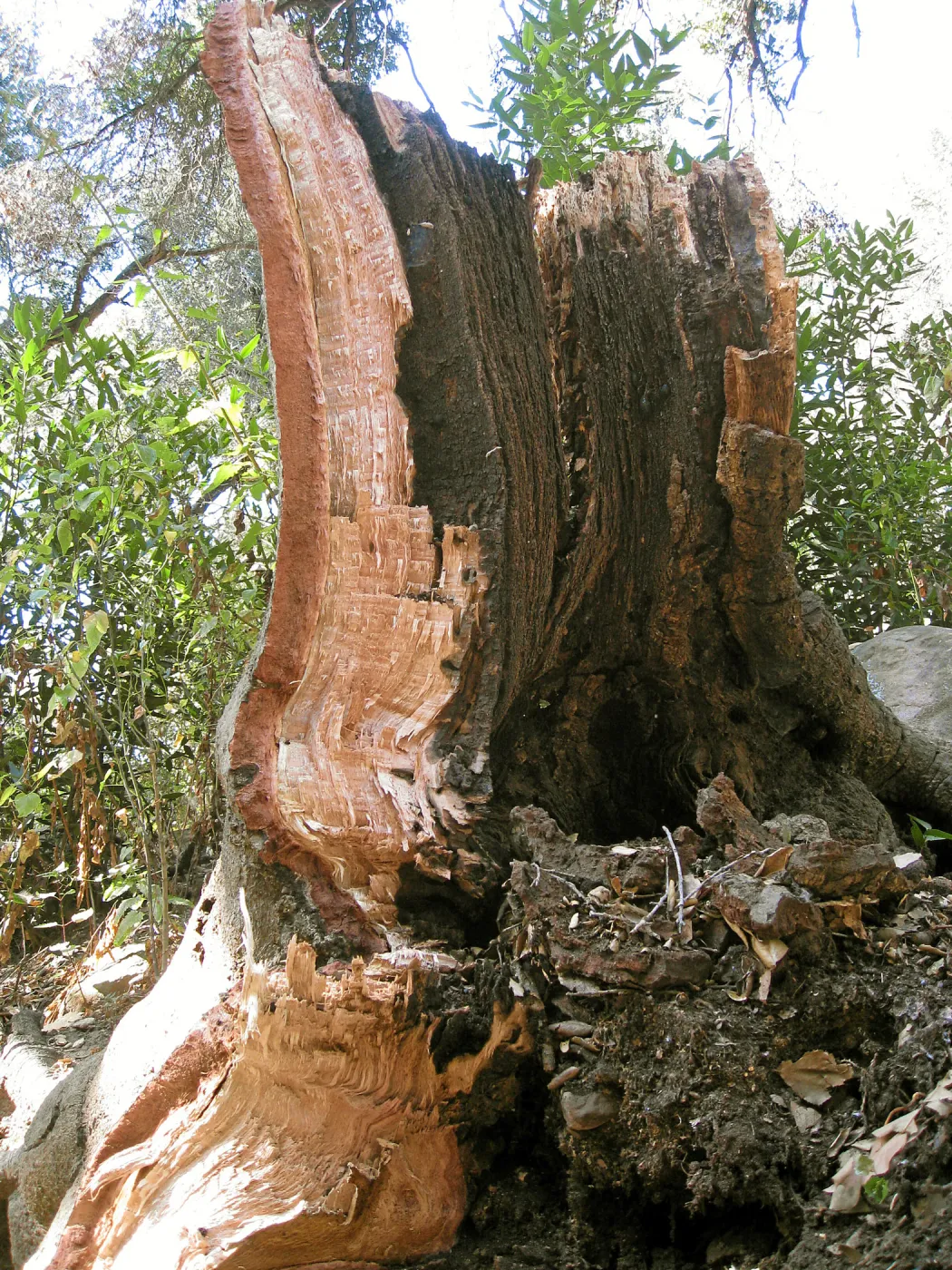 Demise of coast live oak with Ruth Emmanuel boulder, in Canyon
