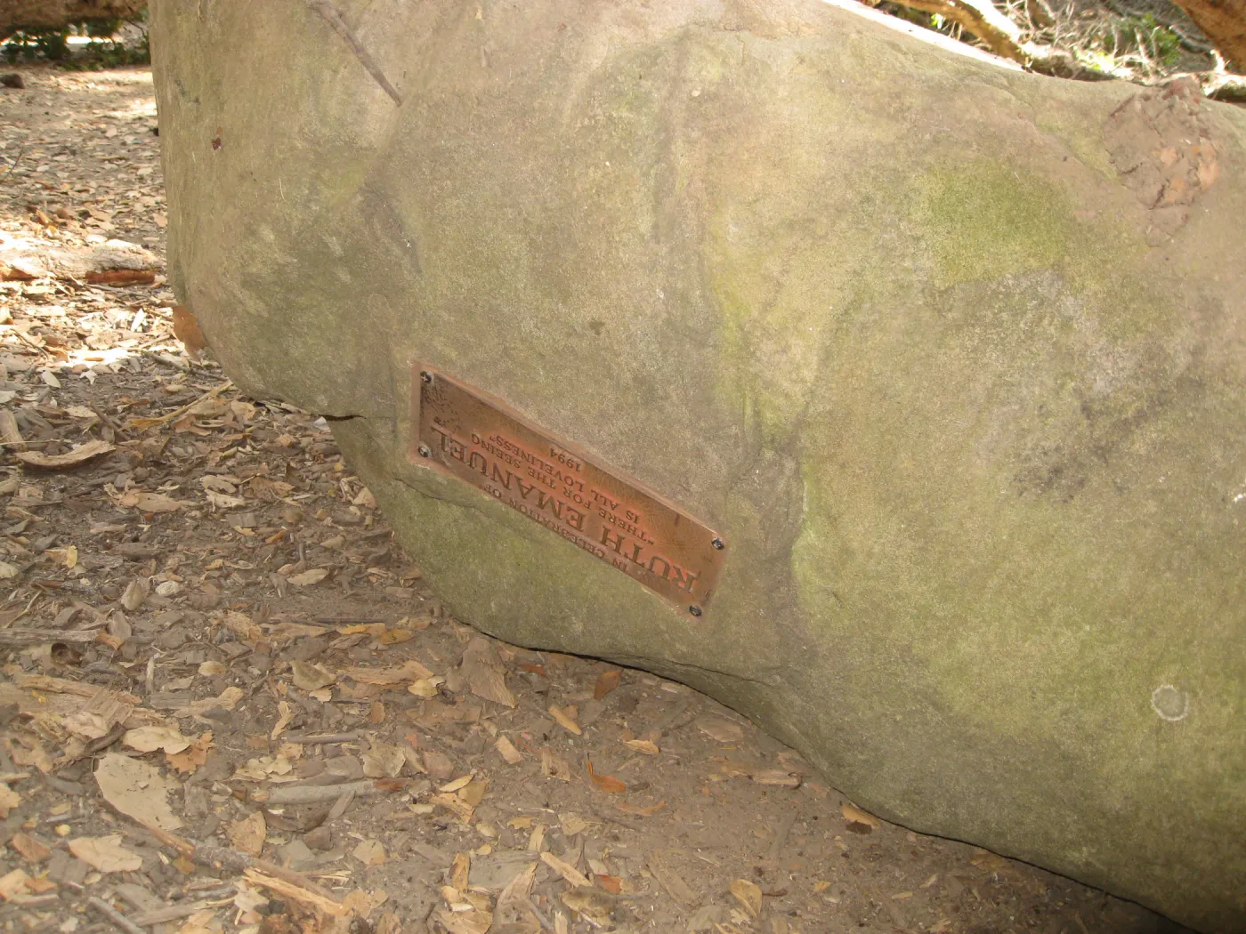 Demise of coast live oak with Ruth Emmanuel boulder, in Canyon