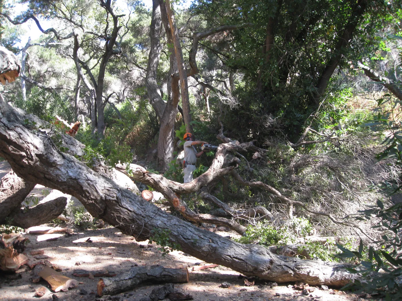 Clearing dead oak in the Canyon