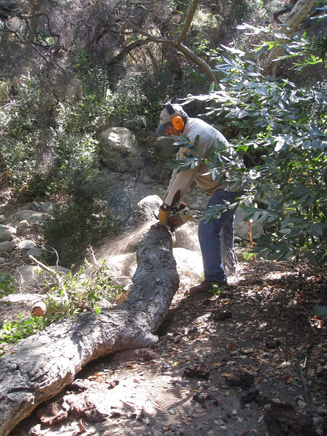 Clearing dead oak in the Canyon