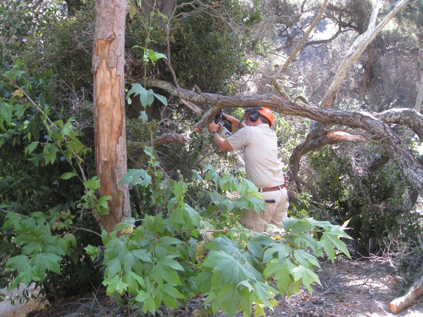 Clearing dead oak in the Canyon
